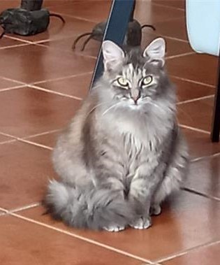 Le chat, en poésie